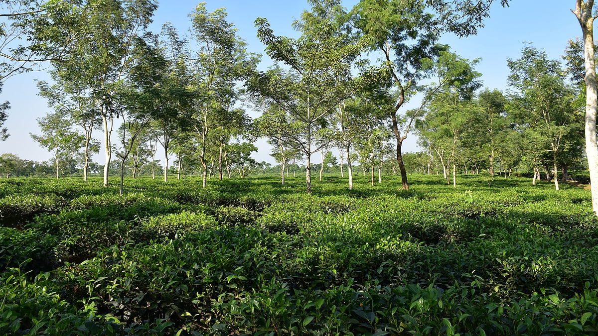 চা-বাগান