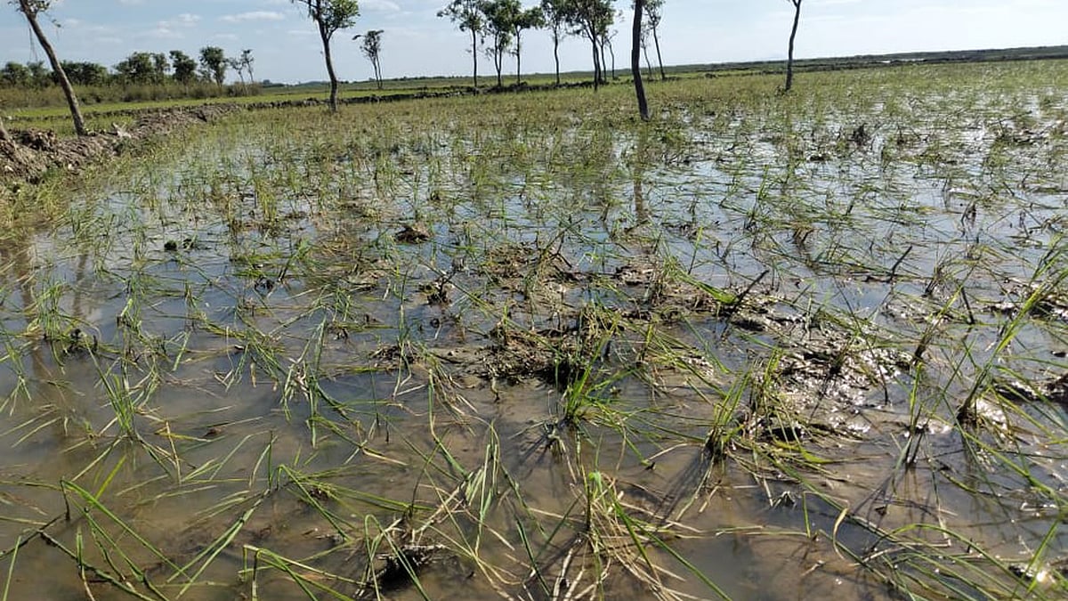 ছবি: প্রথম আলো