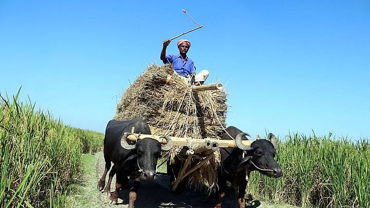 ফাইল ছবি: প্রথম আলো