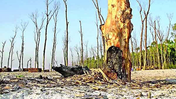 ফাইল ছবি: প্রথম আলো