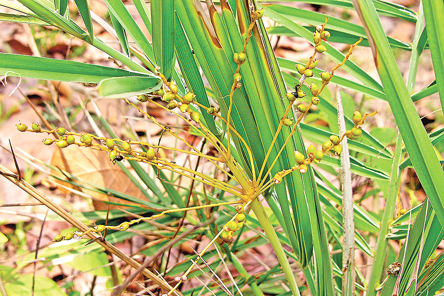 ছবি: লেখক