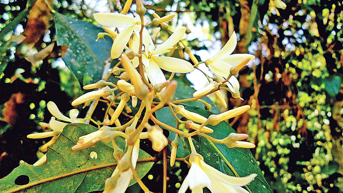   ছবি: লেখক