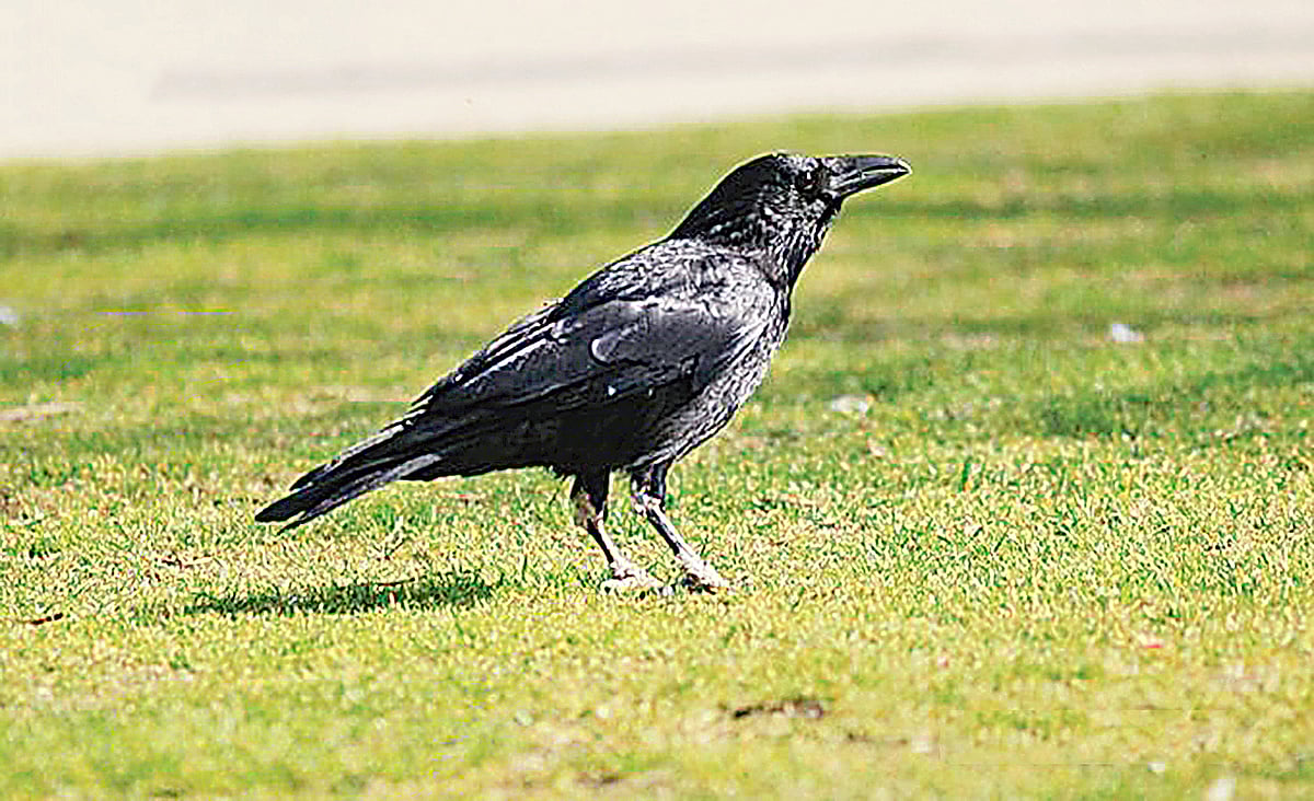 ছবি: এএফপি