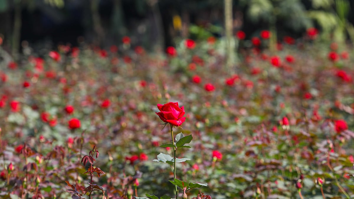 ছবি: সাবিনা ইয়াসমিন
