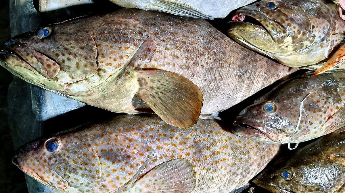 ছবি: প্রথম আলো