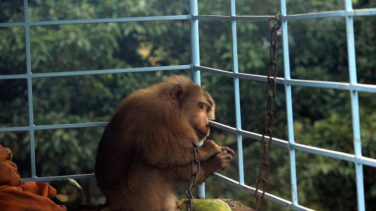 ছবি:  শিমুল তরফদার