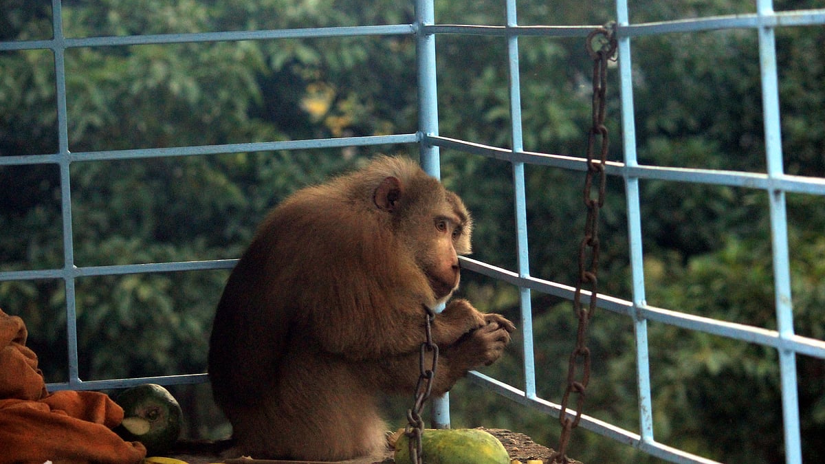 ছবি:  শিমুল তরফদার