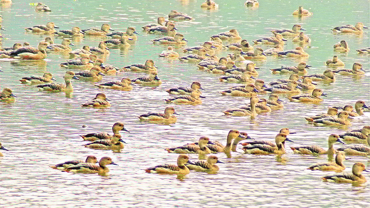 ছবি: প্রথম আলো