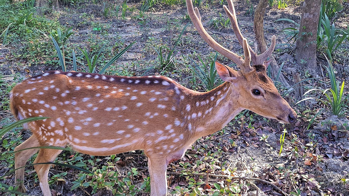 প্রথম আলো