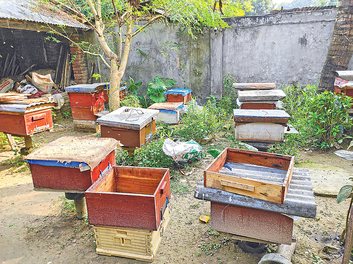 ছবি: প্রথম আলো