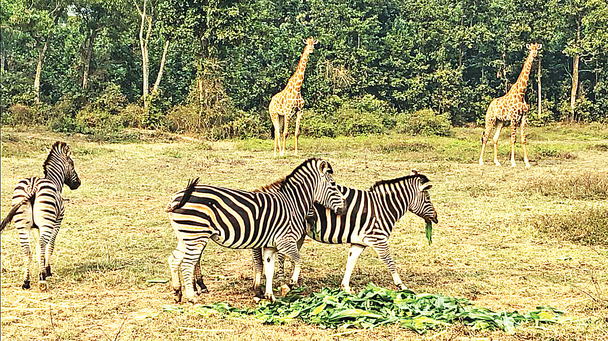 ছবি: প্রথম আলো