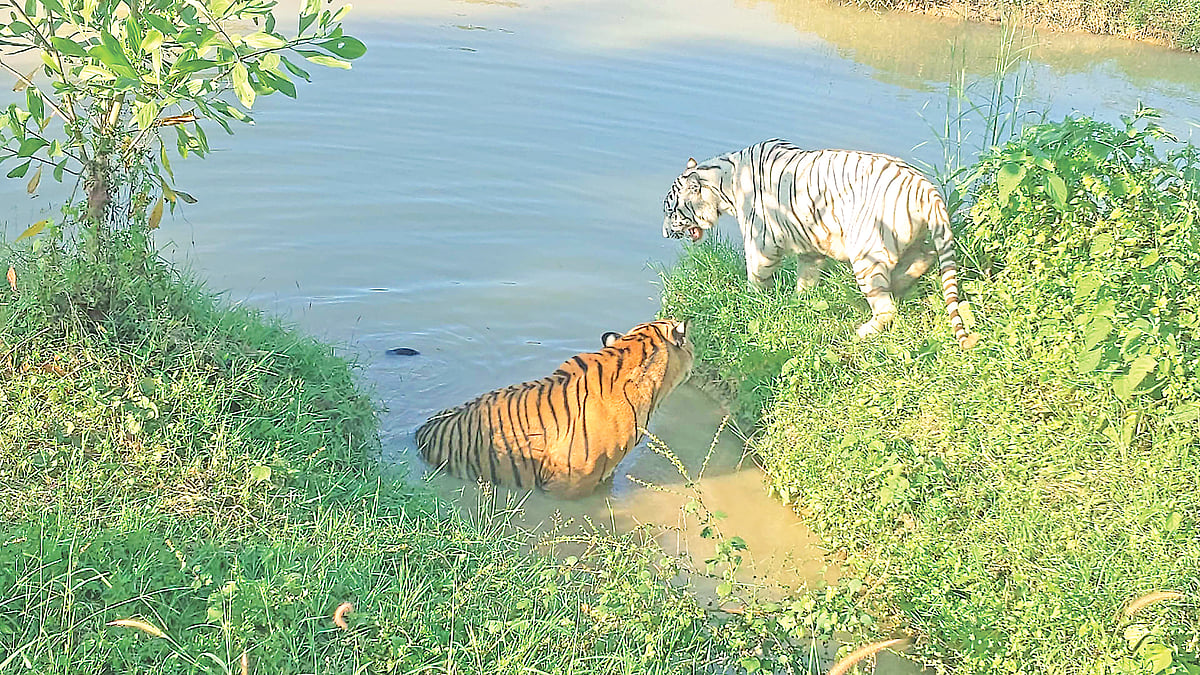   ফাইল ছবি
