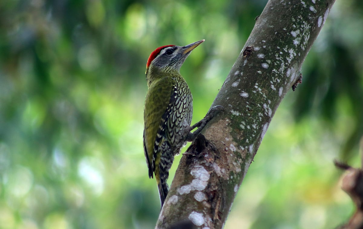 ছবি: সোয়েল রানা