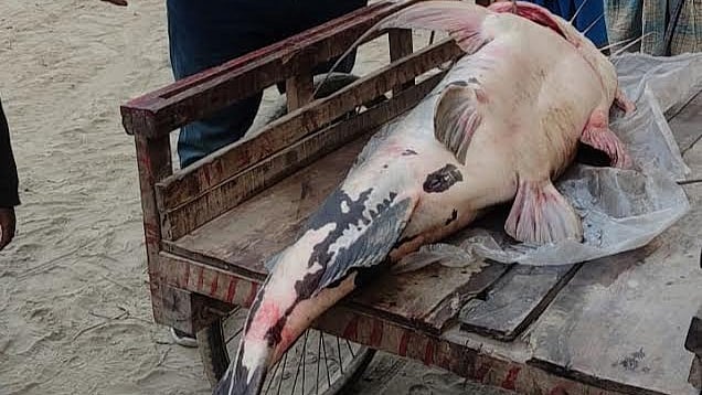 ছবি: সংগৃহীত