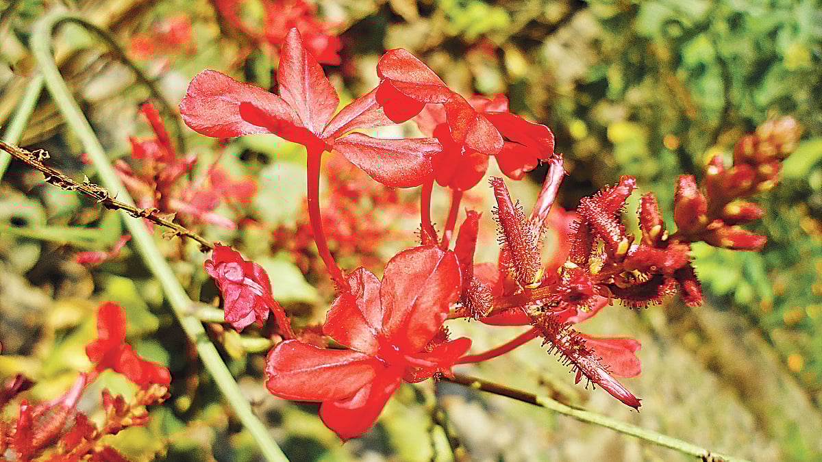 ছবি: লেখক