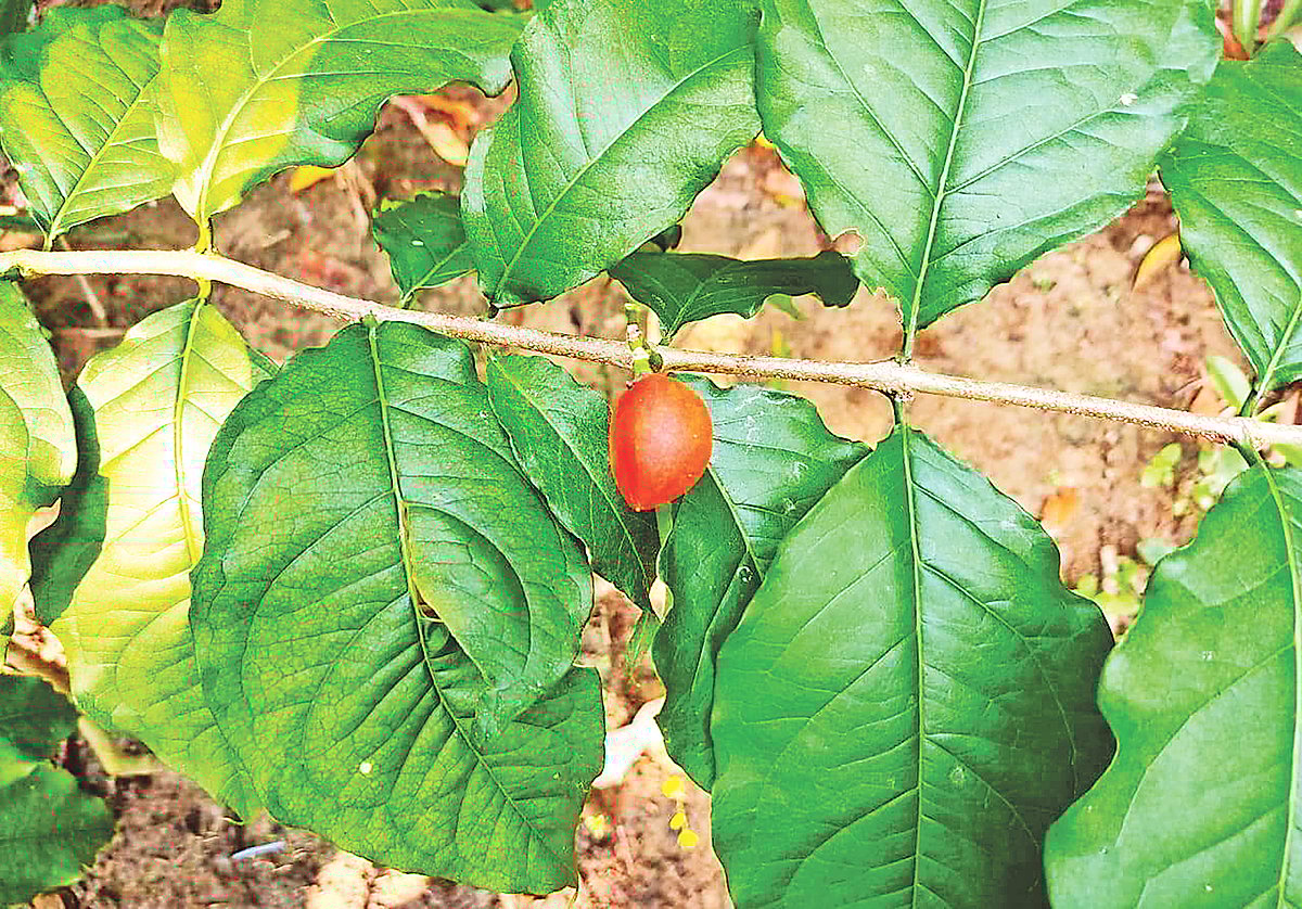  ছবি: লেখক