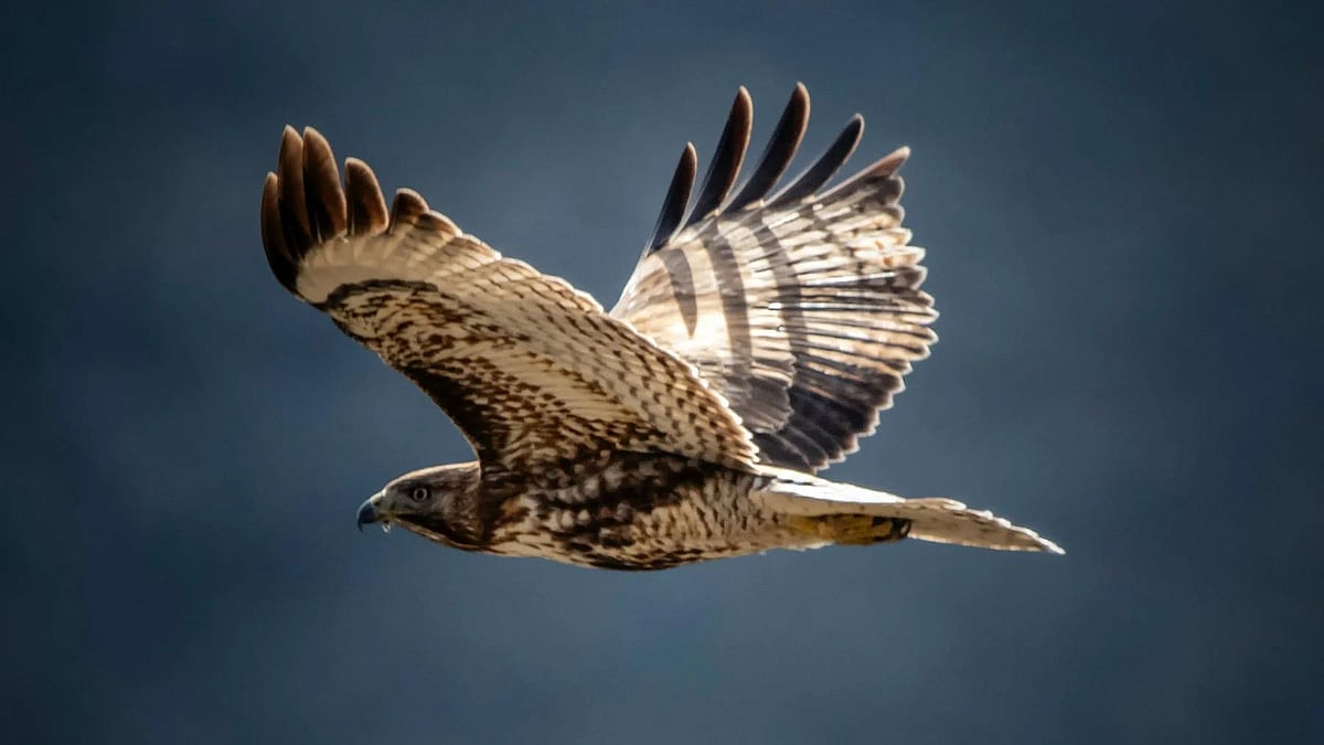 ছবি: পেক্সেলস