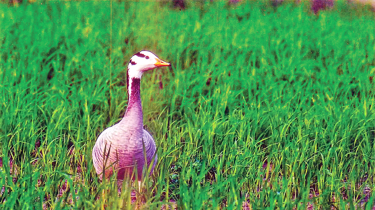 পদ্মাচরের ঘাসবন থেকে রাজহাঁসের ছবি তুলেছেন আদনান আজাদ।