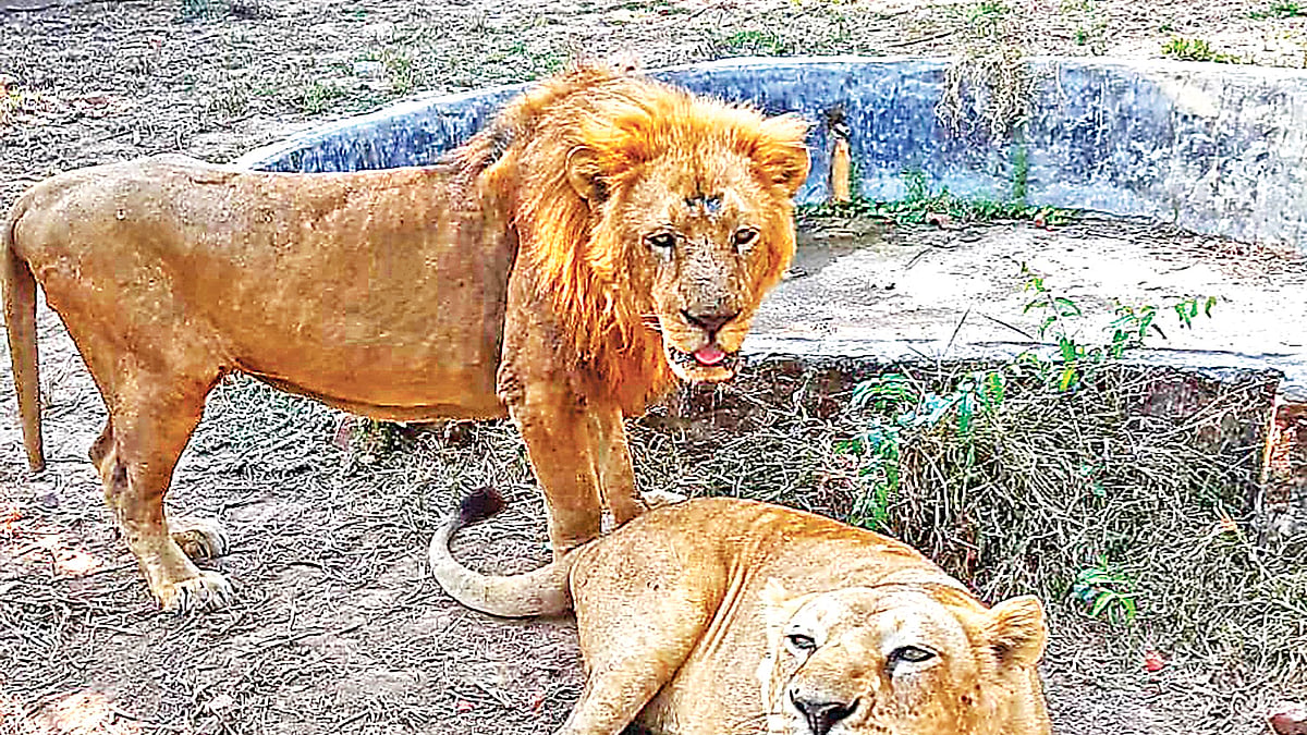 প্রথম আলো