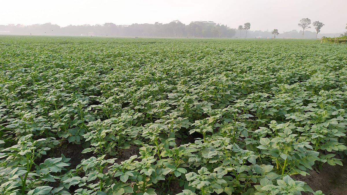 ছবি: প্রথম আলো