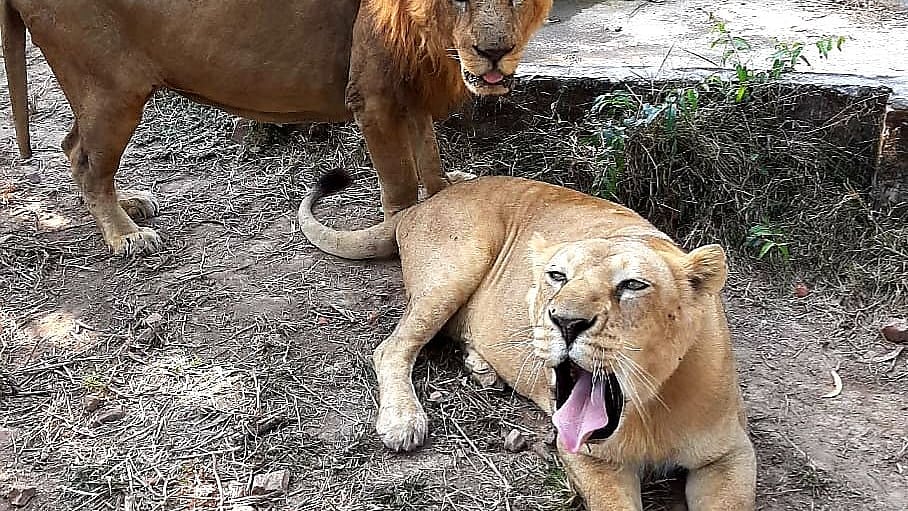 ছবি: প্রথম আলো