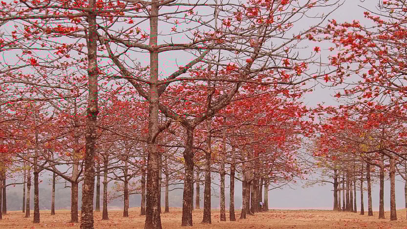 ছবি: প্রথম আলো