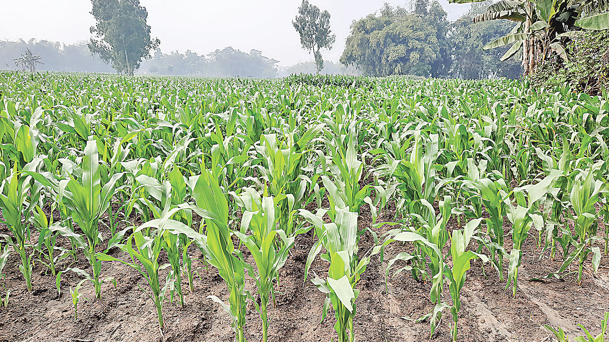 ছবি: প্রথম আলো