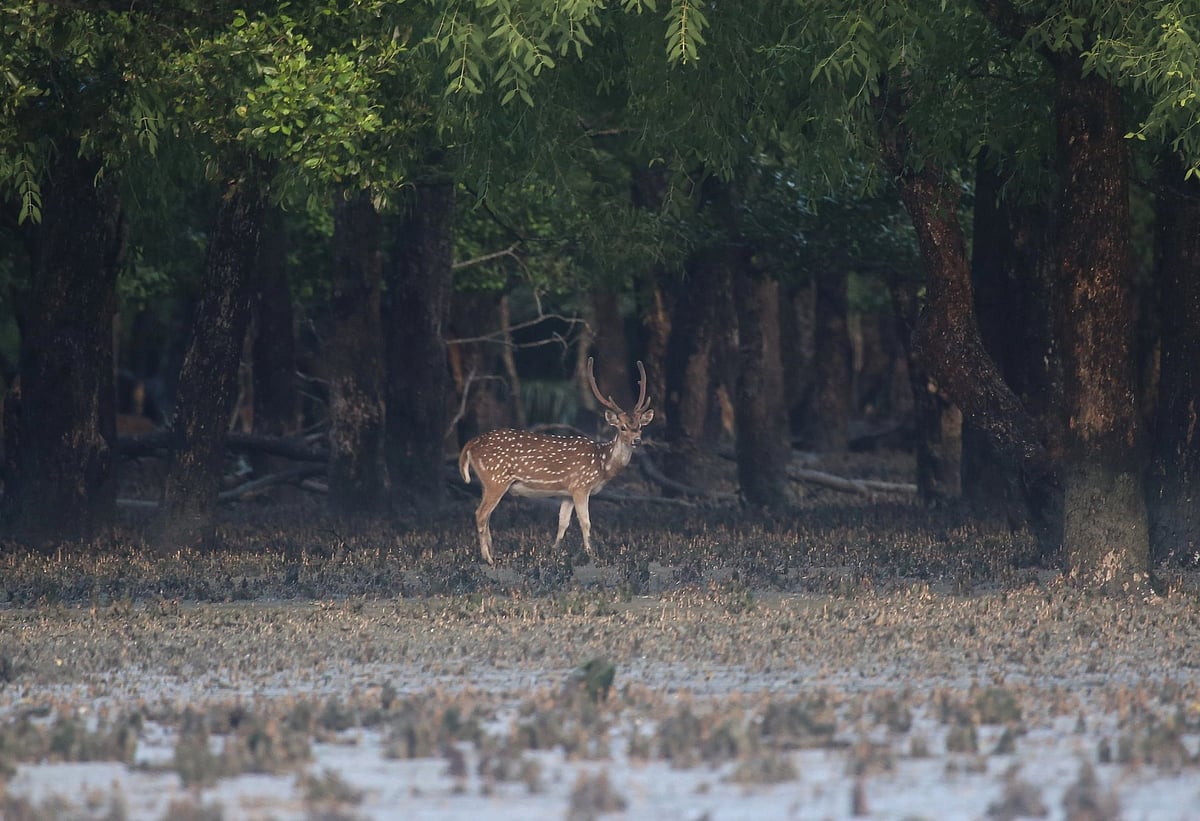 সুন্দরবনে নৌকা থেকে হরিণ উদ্ধার, পালাল শিকারিরা