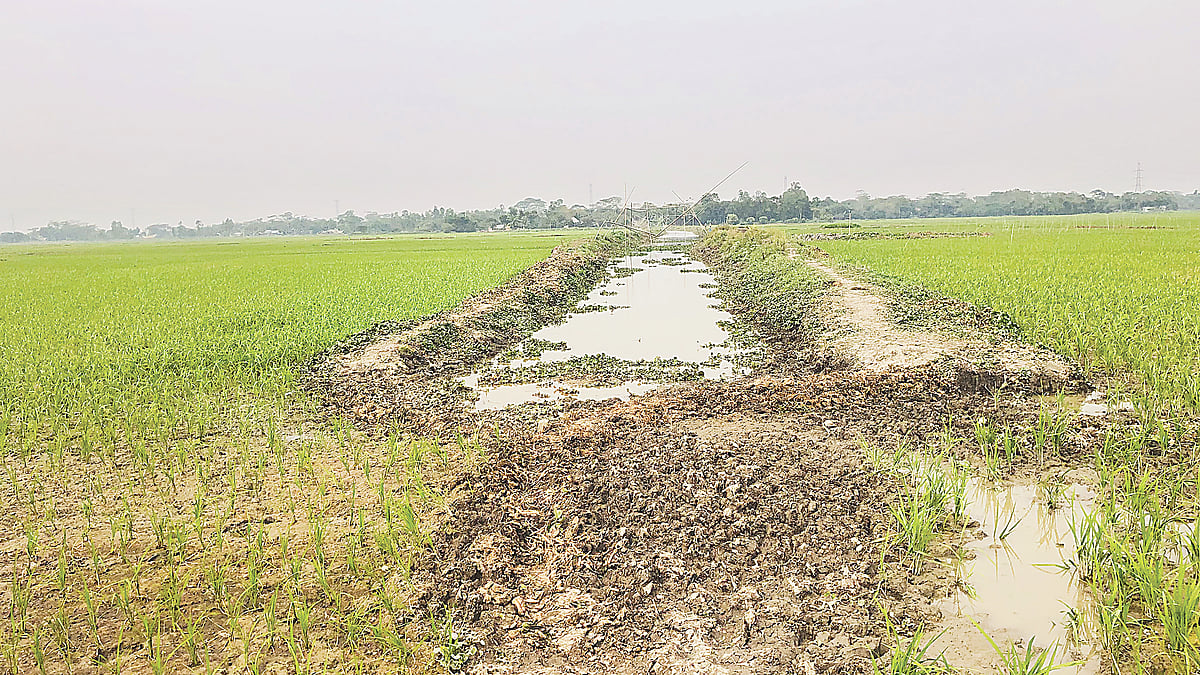 ছবি: প্রথম আলো 
