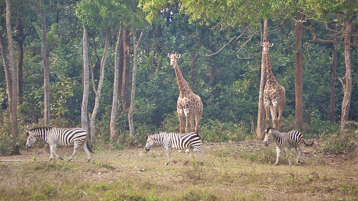 ছবি: প্রথম আলো