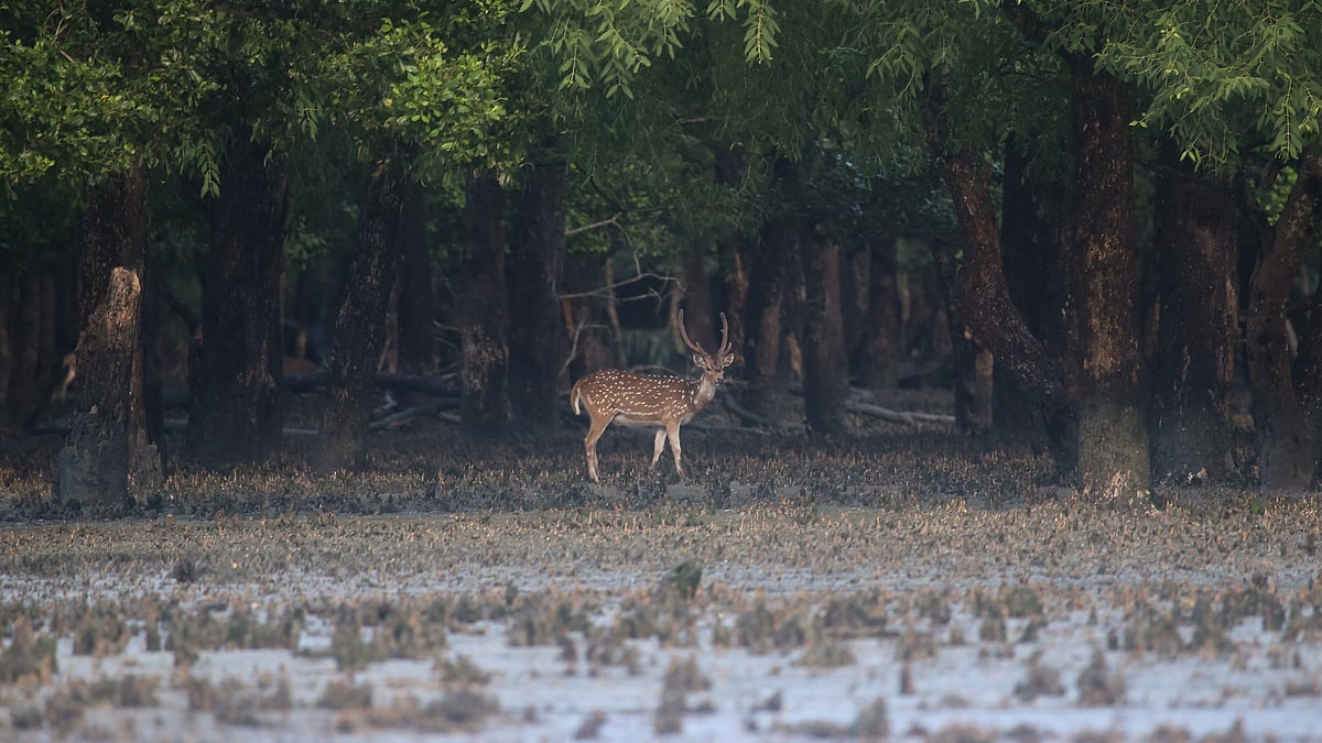 ছবি: সাদ্দাম হোসেন
