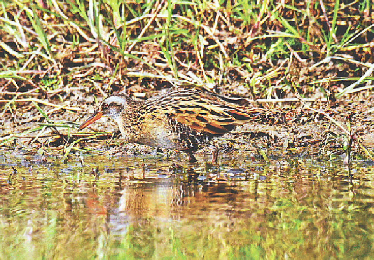 ছবি: লেখক