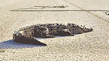 সংগৃহীত