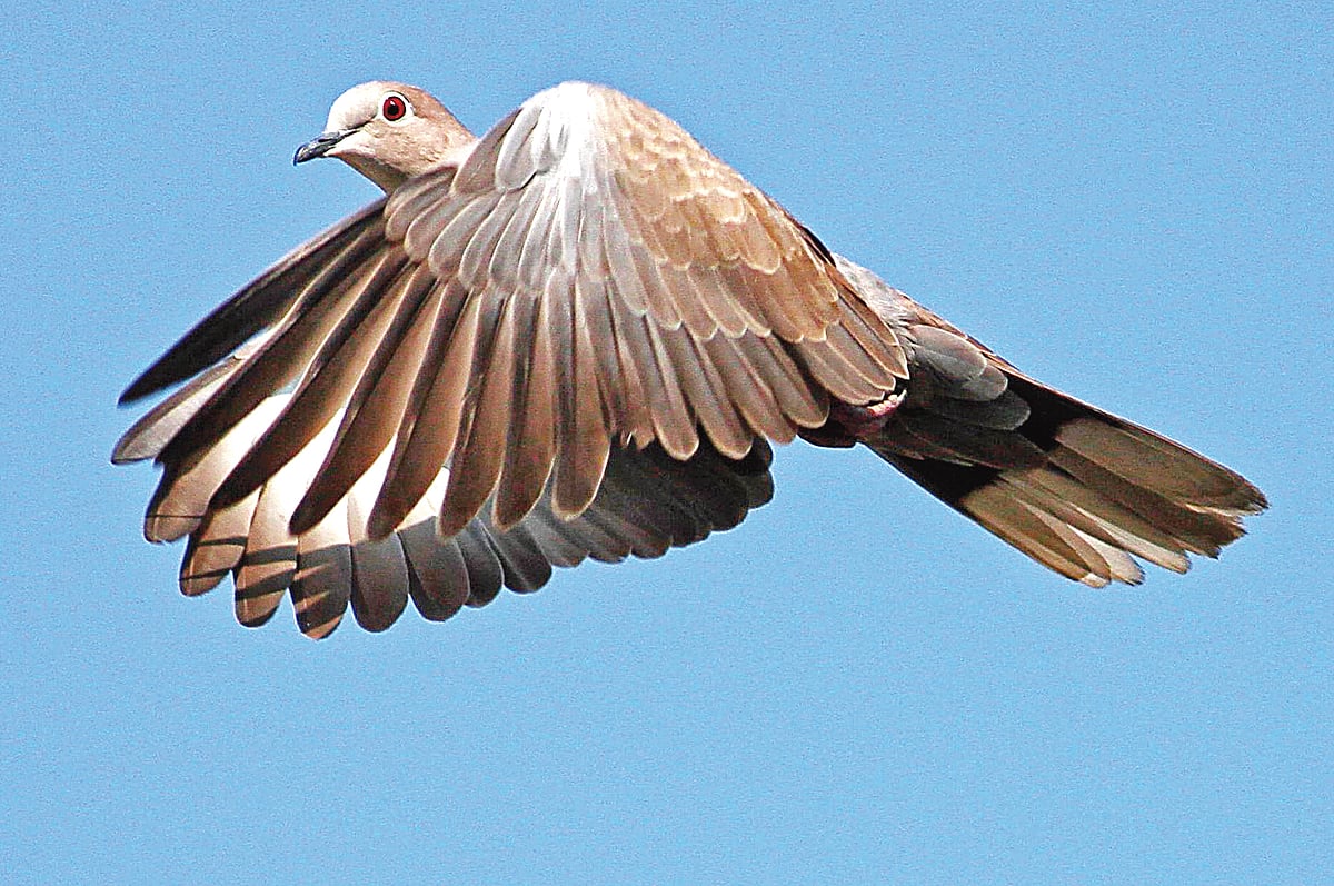 ধবল ঘুঘুর ছবি তেঁতুলিয়া থেকে সম্প্রতি তুলেছেন আ ন ম আমিনুর রহমান