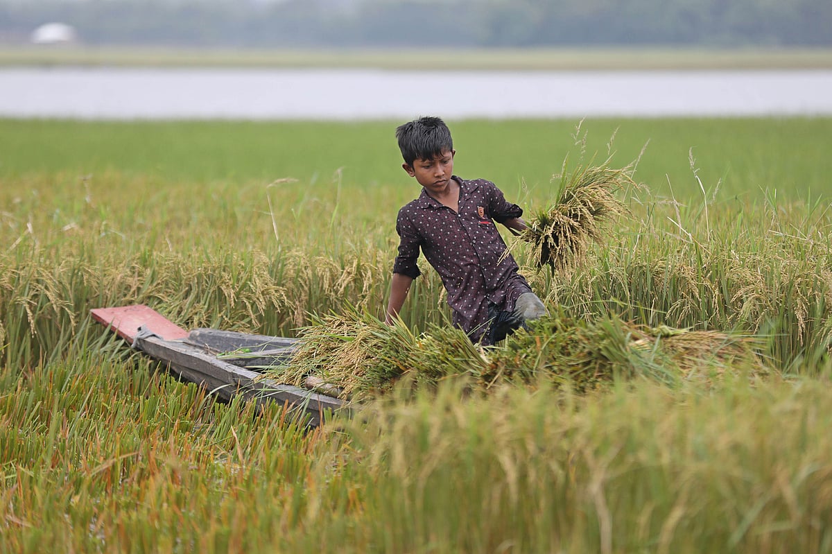 পানি কমেছে হাওরে। ধান কেটে নৌকায় রাখছে শিশু ফাহিম