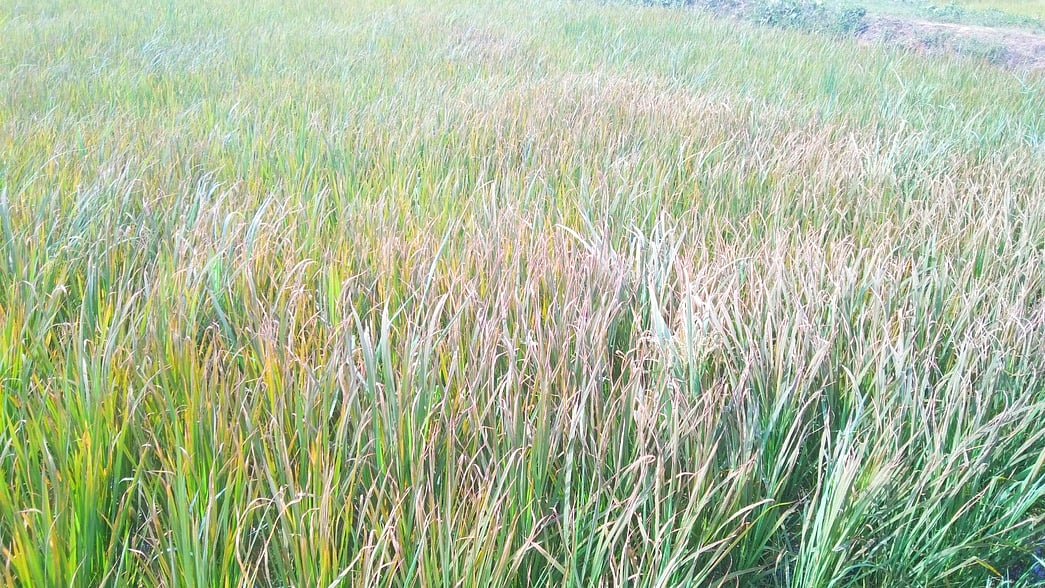  ছবি: প্রথম আলো
