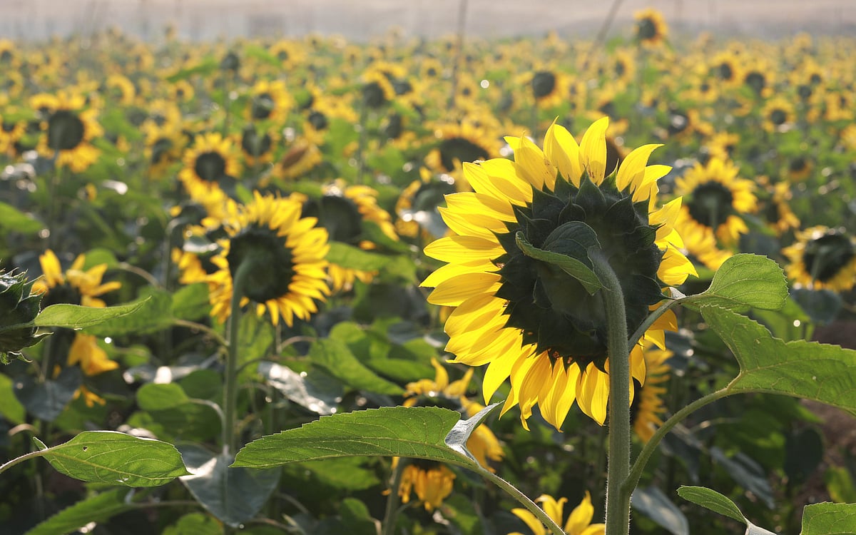 এই ফুল দেখতে কিছুটা সূর্যের মতো