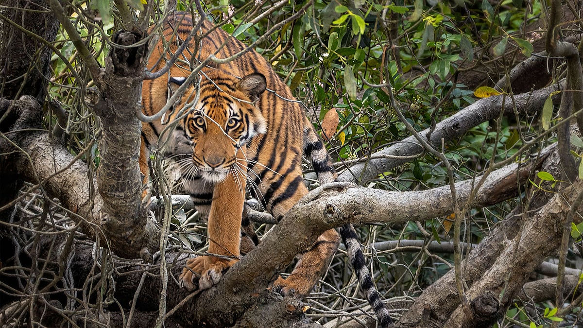 ফাইল ছবি