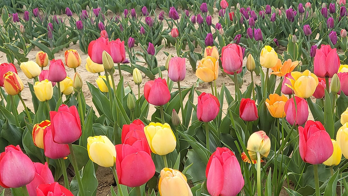 ছবি: লেখক 