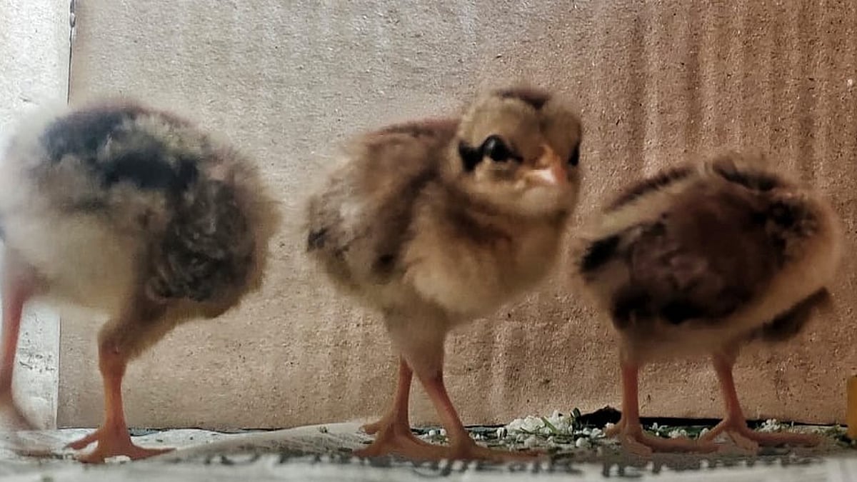 ছবি: প্রথম আলো