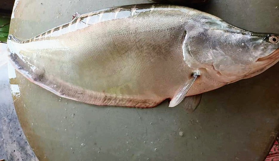 ছবি: প্রথম আলো