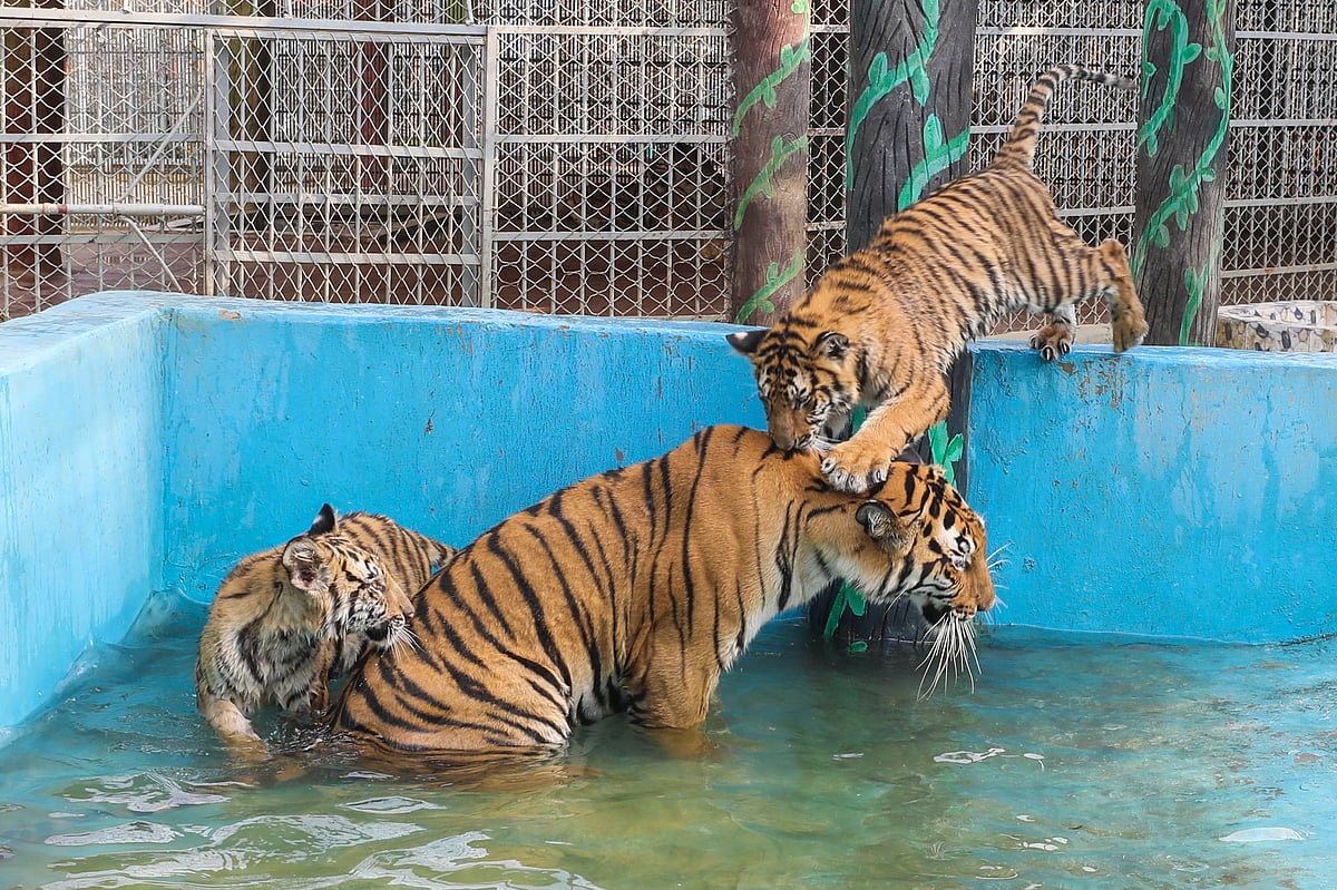 পানি দেখে মায়ের গায়ের ওপর লাফ ছোট শাবকটির