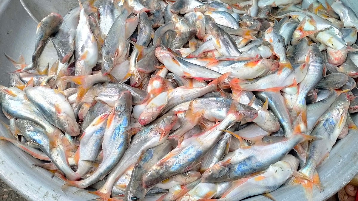 ছবি: প্রথম আলো