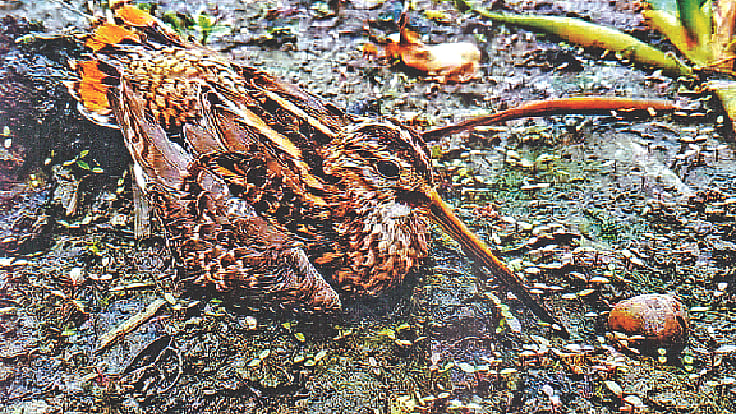 কাদাখোঁচার ছবি সাতক্ষীরার তালা থেকে তুলেছেন রাশেদ বিশ্বাস