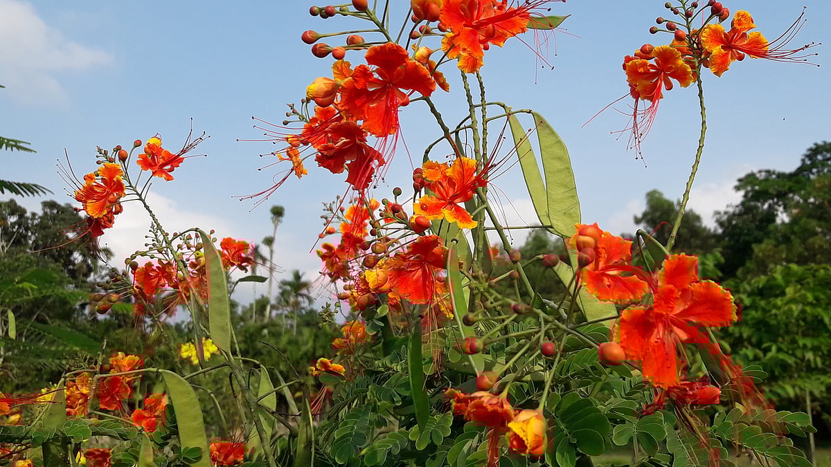 ছবি: প্রথম আলো