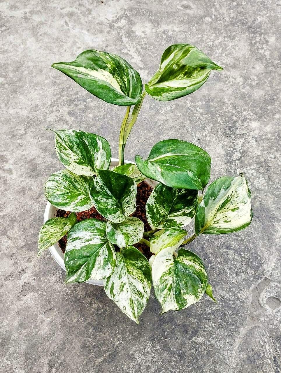 ঘরের কোণে অনায়াসে এক টুকরো সবুজ