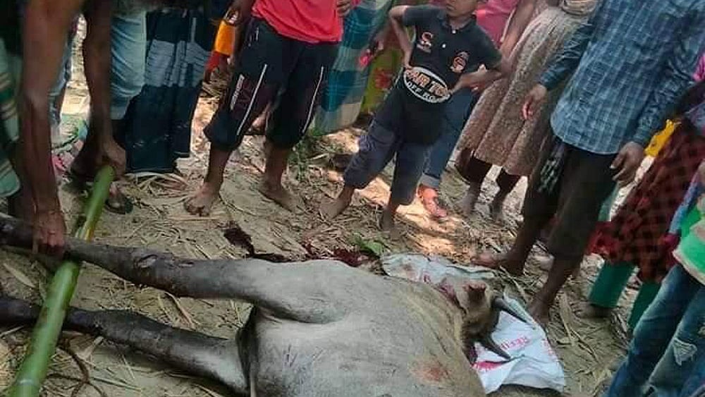 ছবি: সংগৃহীত