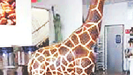 ছবি: ভিডিও থেকে নেওয়া