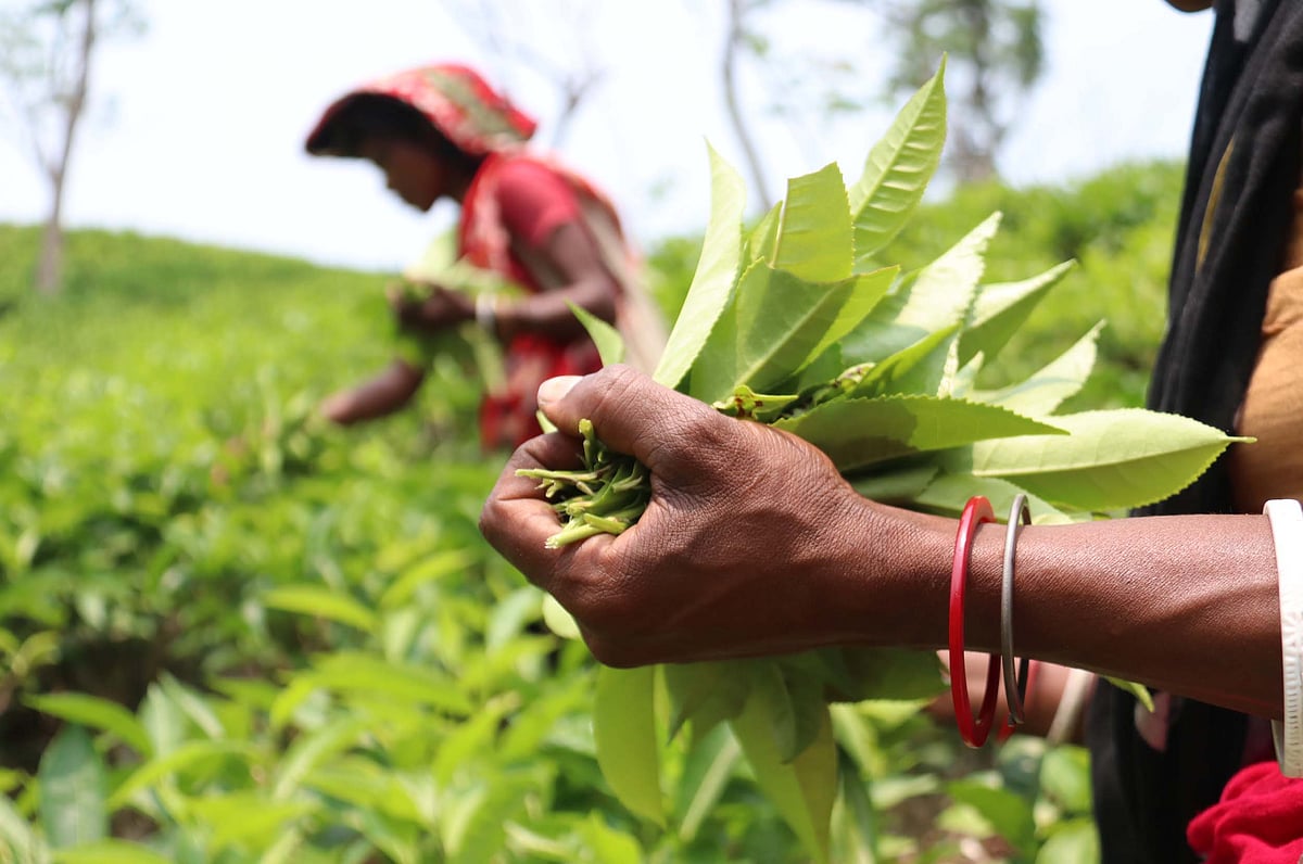 ছবি: আনিস মাহমুদ