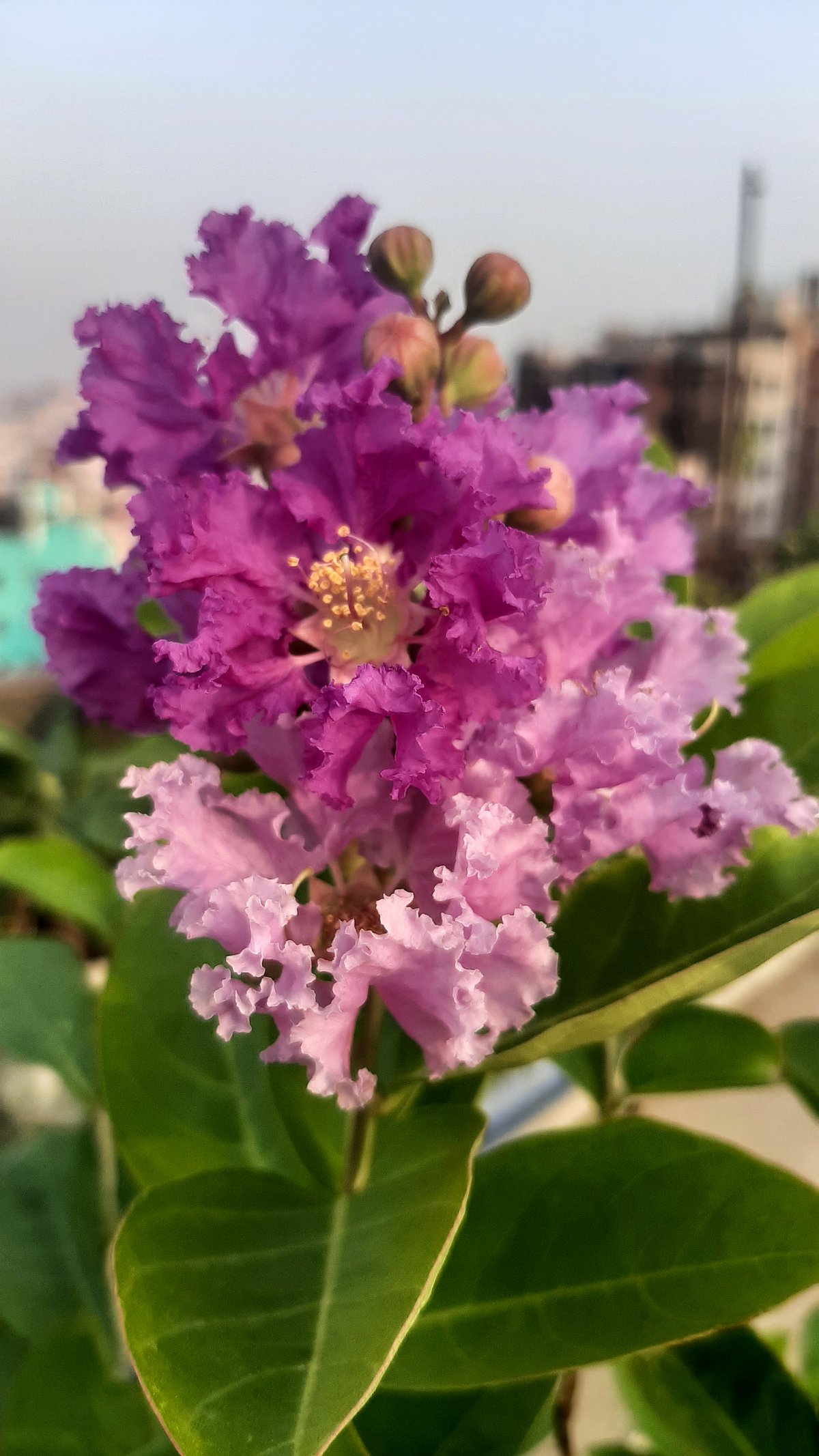 এল ফুরফুরে ফুরুসের দিন